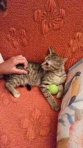 Clicca per ingrandire
