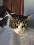 Clicca per ingrandire